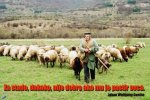 jaca èobanica.jpg